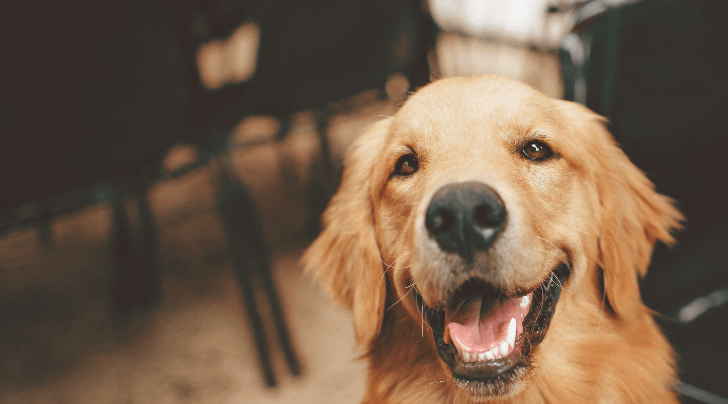 From fur to forever, each sparkle tells their story.